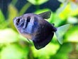 Black Skirt Tetra